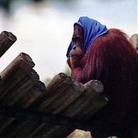 »Red Head With a Blue Scarf« von Karl Eschenbach